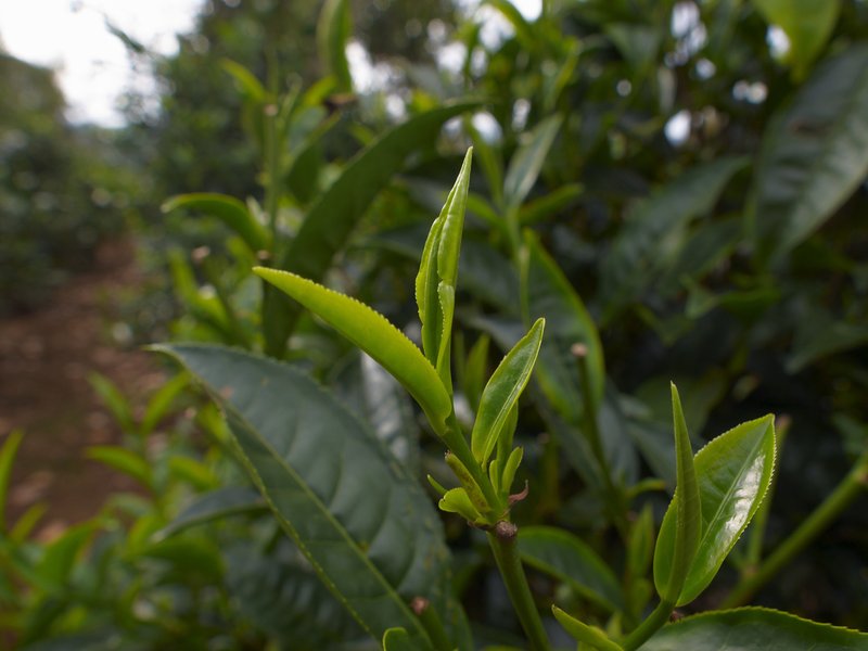 Bolaven Plateau, Tea
